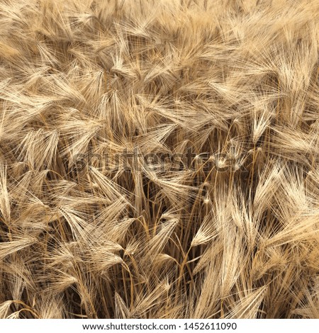 Beautiful texture of golden barley