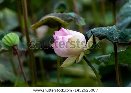 Pink lotus flower with its pods and green leaves in natural light in the tropical swamp.