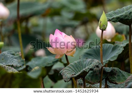 Pink lotus flower with its pods and green leaves in natural light in the tropical swamp.