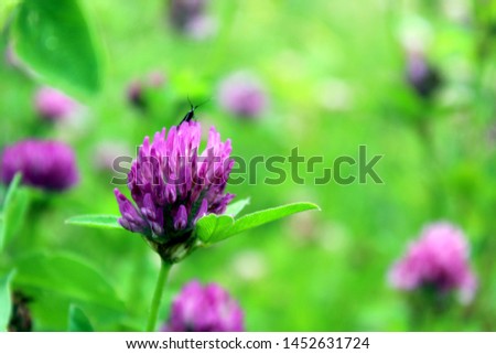Green clover with pink flowers. Picture of a field of blooming clover on a summer day