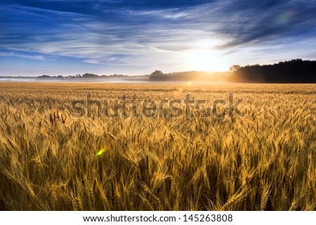 This field of wheat in central Kansas is nearly ready for harvest. An unusual misty morning added a low fog and misty drops to the wheat stalks. Focus is on wheat closest in foreground. Royalty-Free Stock Photo #145263808