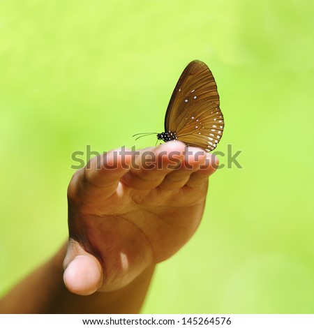  Beautiful butterfly on the hand