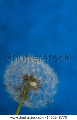 Air white dandelion on a blue background.