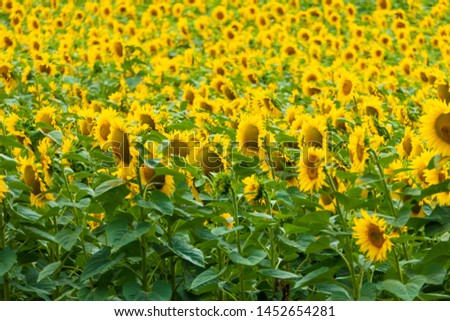 Blooming sunflower field on a beautiful background