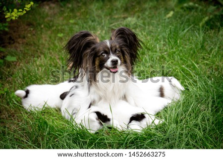 dog Papillon breeds Feed puppies sitting on the grass in the garden