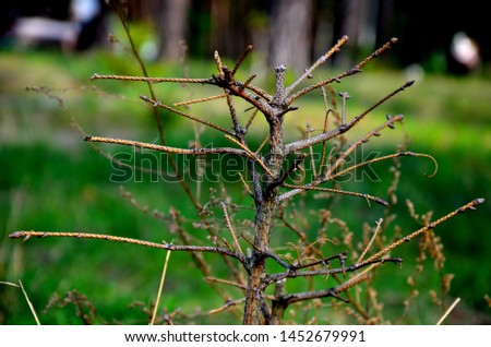 
dry branch of a bush