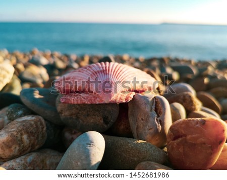 Pink seashell on pebble beach at sunset
