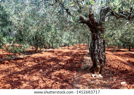 Olive gardens and the old olive trees on red soil