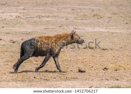 hyena covered with mud standing in the savannah
