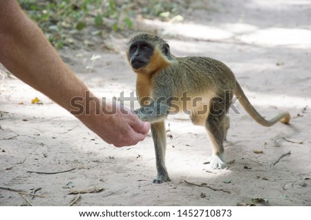 Wild and tame monkey in Gambia giving a hand to an human. 
