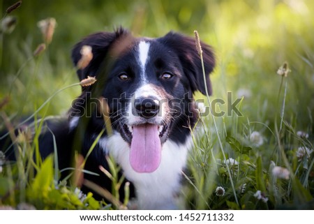 Portrait of a young Border Collie dog lying on the grass of a field