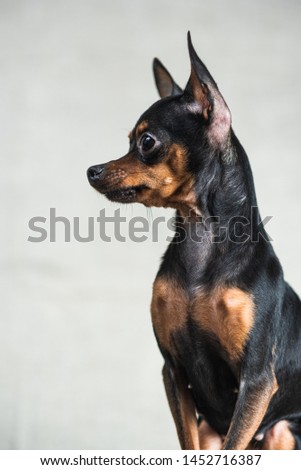 Portrait of a toy terrier in the studio on a gray background.