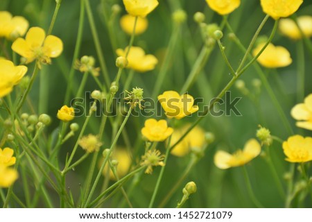 Yellow flowers on a green grass background.