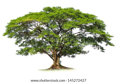 Rain tree isolated Royalty-Free Stock Photo #145272427