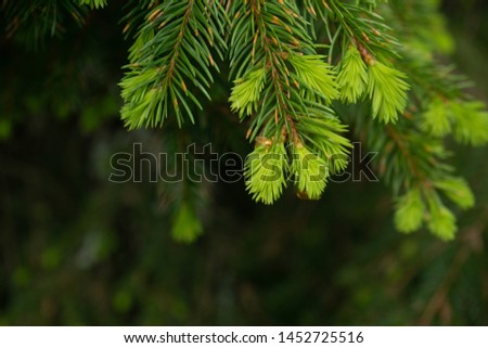 fir tree fresh spring buds ready to be harvested to make syrup