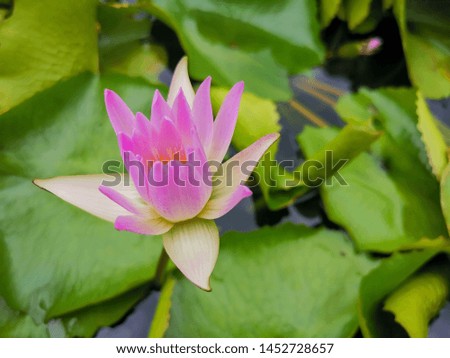 Lotus pictures that bloom in the morning Colorful and beautiful Photographed from Phitsanulok Province, Thailand.