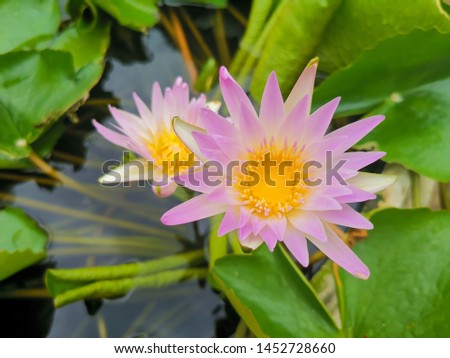Lotus pictures that bloom in the morning Colorful and beautiful Photographed from Phitsanulok Province, Thailand.