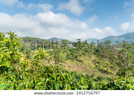 Lonely house in hills, in mountains, in thickets of rainforest, jungle. Coffee plantations. Against blue sky with clouds.