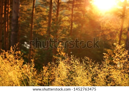 Nature at sunset. Beautiful summer landscape, forest at sunset. Nature in the fall. Screensaver on your desktop. Nature of Siberia, Russia. Travel and Tourism. Beautiful bokeh