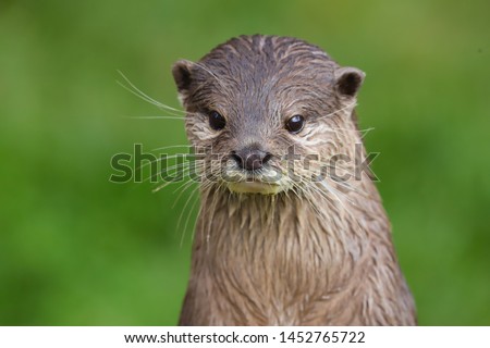 Close up Asian Short Clawed Otter (Aonyx cinerea)