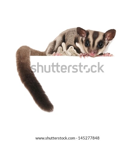 Sugar Glider. Australian pet isolated over white