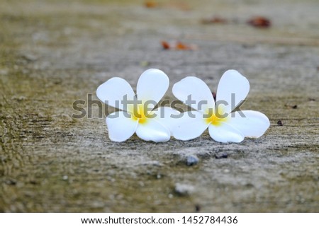 White yellow plumeria flower falling from the tree into cement walkway with rough surface background 