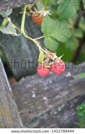 Two berries of raspberry hang on a branch.