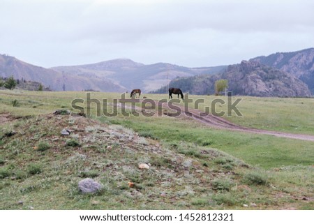 Horses walking near the mountains