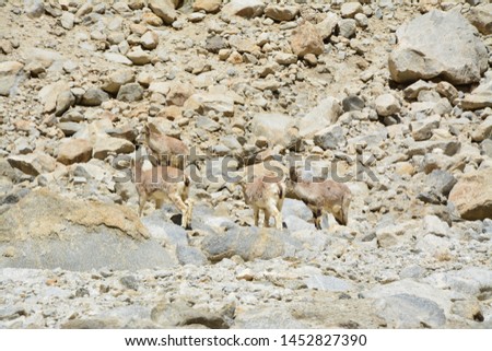 A group of wild mountain goats always come down from top of mountain for water and food. This photo took in Leh Kazakh, on the way to Pangong lake.