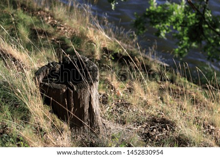 Old oak stump in the South Bohemia