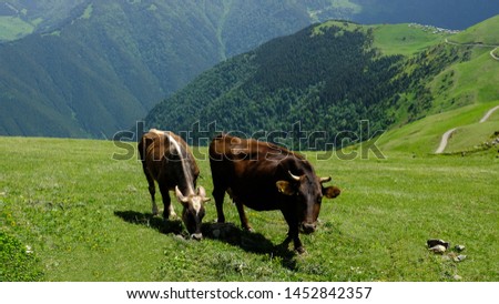 Idyllic summer landscape in the mountains with cows grazing on fresh green mountain pastures in the green valley and the mountain peaks in the background. Trabzon-Turkey