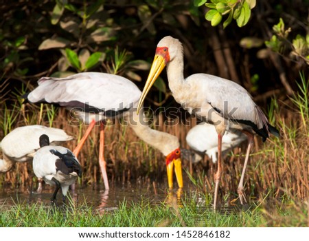 Foraging adult Yellow-billed Storks (Mycteria ibis) in the Gambia.