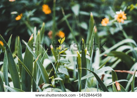 Spring-summer background with beautiful flowers and green leaves 