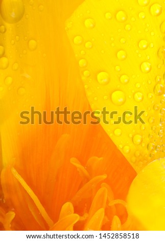 Yellow and orange poppy flower head super close up of stamen and water drops with a large puddle of water and reflections. Nature in macro with garden plants