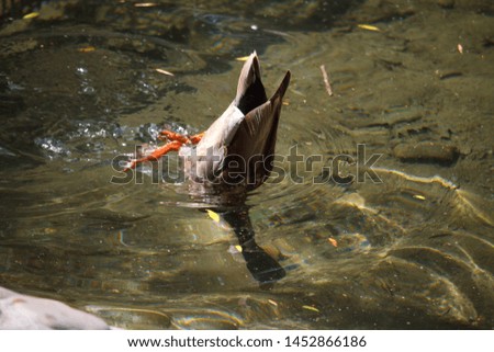 Closeup of a multi-colored male duck, a drake swims and dives in the creek among the fallen leaves, selective focus