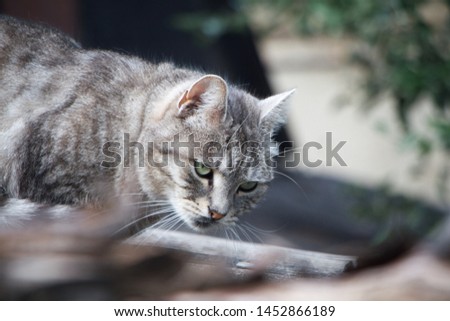 Closeup adorable shorthair striped gray cat with green eyes on a gray slate roof