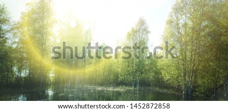 Secret overgrown pond and green spring birch on a Sunny day. Photo backlit