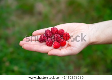 Red raspberry on a female hand. Female hand holds a few berries of red raspberry. Close-up, selective focus.