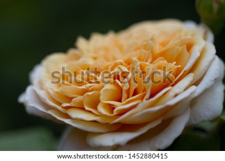close-up of the blossom of a yellow rose