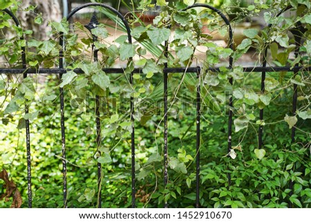 Iron gate covered in vines. Greenery growing on gate.                           