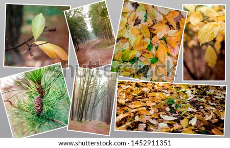 Yellow autumn forest after rain collage set photo