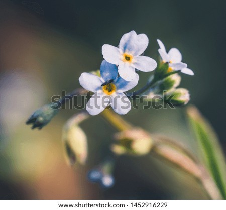Colorful flowers on a blurry background