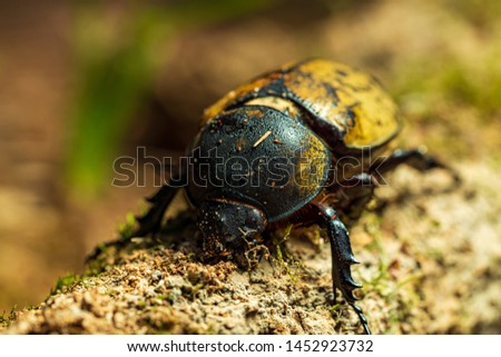 A picture of the hercules beetle