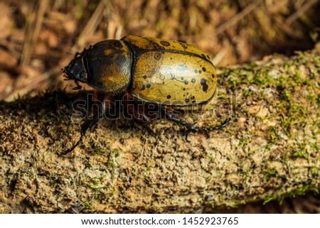 A picture of the hercules beetle