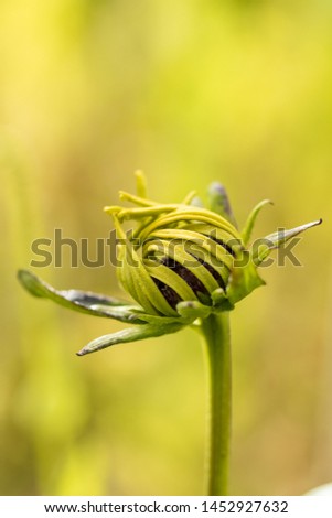 close up of one yellow daisy flower bud in the garden with blurry green background