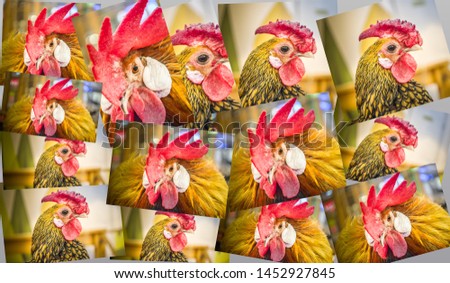 bright pompous roosters set of photos collage