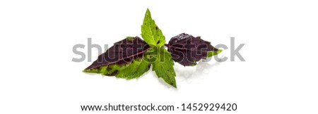 banner of leaves of colored green and purple basil on a white background. effect of vitiligo