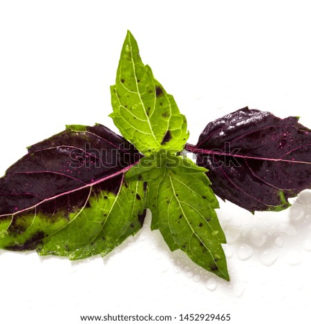 leaves of colored green and purple basil on a white background. effect of vitiligo