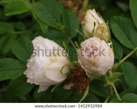 Light pink roses and leaves