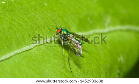 Long Legged Fly with its chrome green yellow and blue body with black hair growing out of its back and its giant red eyeballs standing on a green fern leaf. 